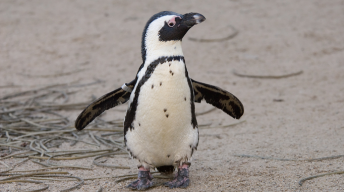 Beste politie, is een pinguïn jatten een spoedgeval?